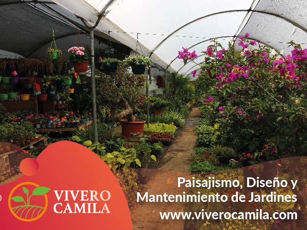 Vivero Camila, plantas Ornamentales, Diseño de Jardines, Mantenimiento de Jardines, Paisajismo, Diseño de Jardines Verticales