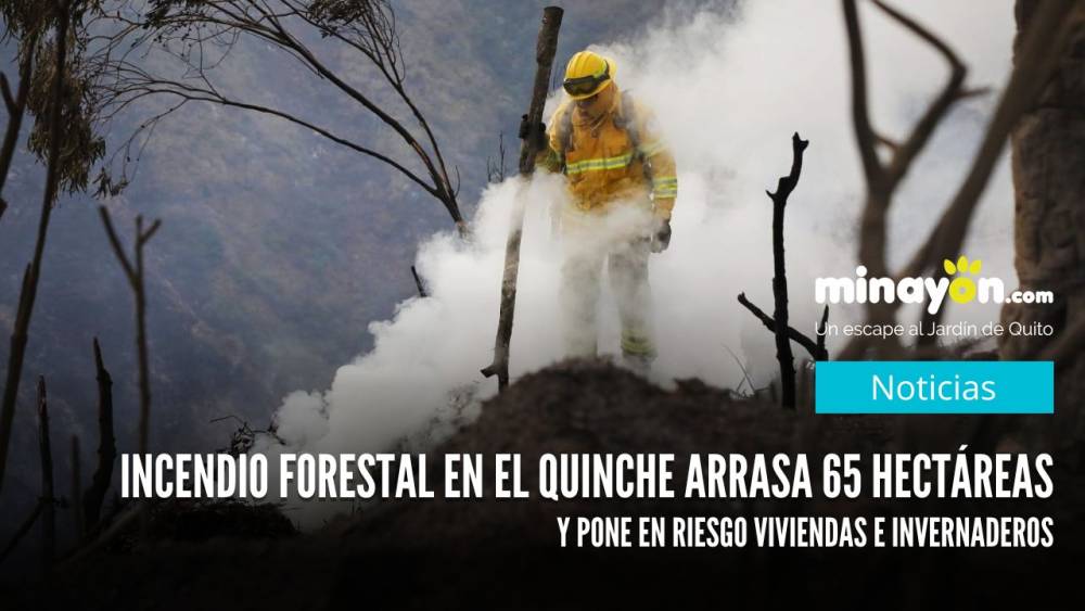 Incendio forestal en El Quinche arrasa 65 hectáreas y pone en riesgo viviendas e invernaderos