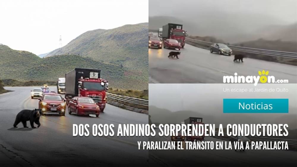 Dos osos andinos sorprenden a conductores y paralizan el tránsito en la vía a Papallacta