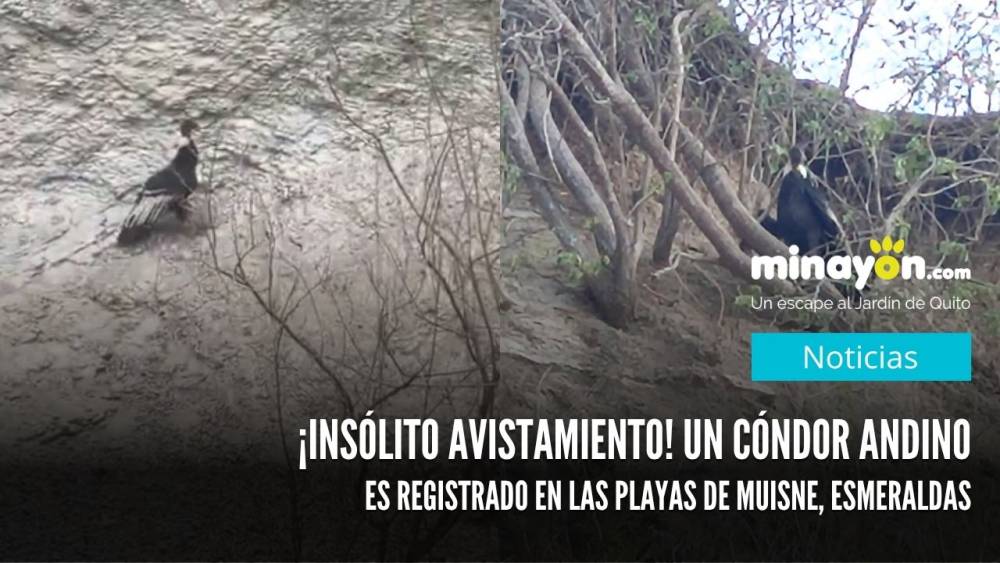 ¡Insólito avistamiento! Un cóndor andino es registrado en las playas de Muisne, Esmeraldas
