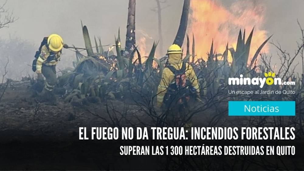 El fuego no da tregua: Incendios forestales superan las 1 300 hectáreas destruidas en Quito