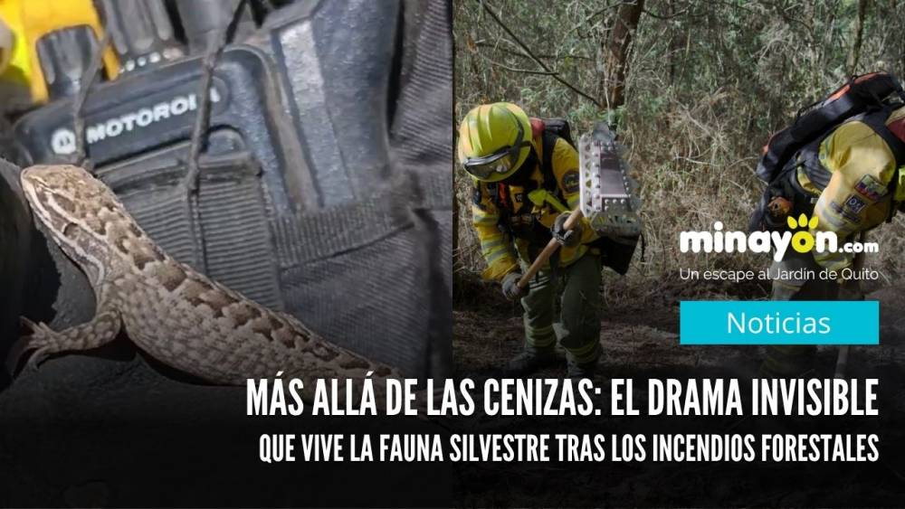 Más allá de las cenizas: El drama invisible que vive la fauna silvestre tras los incendios forestales