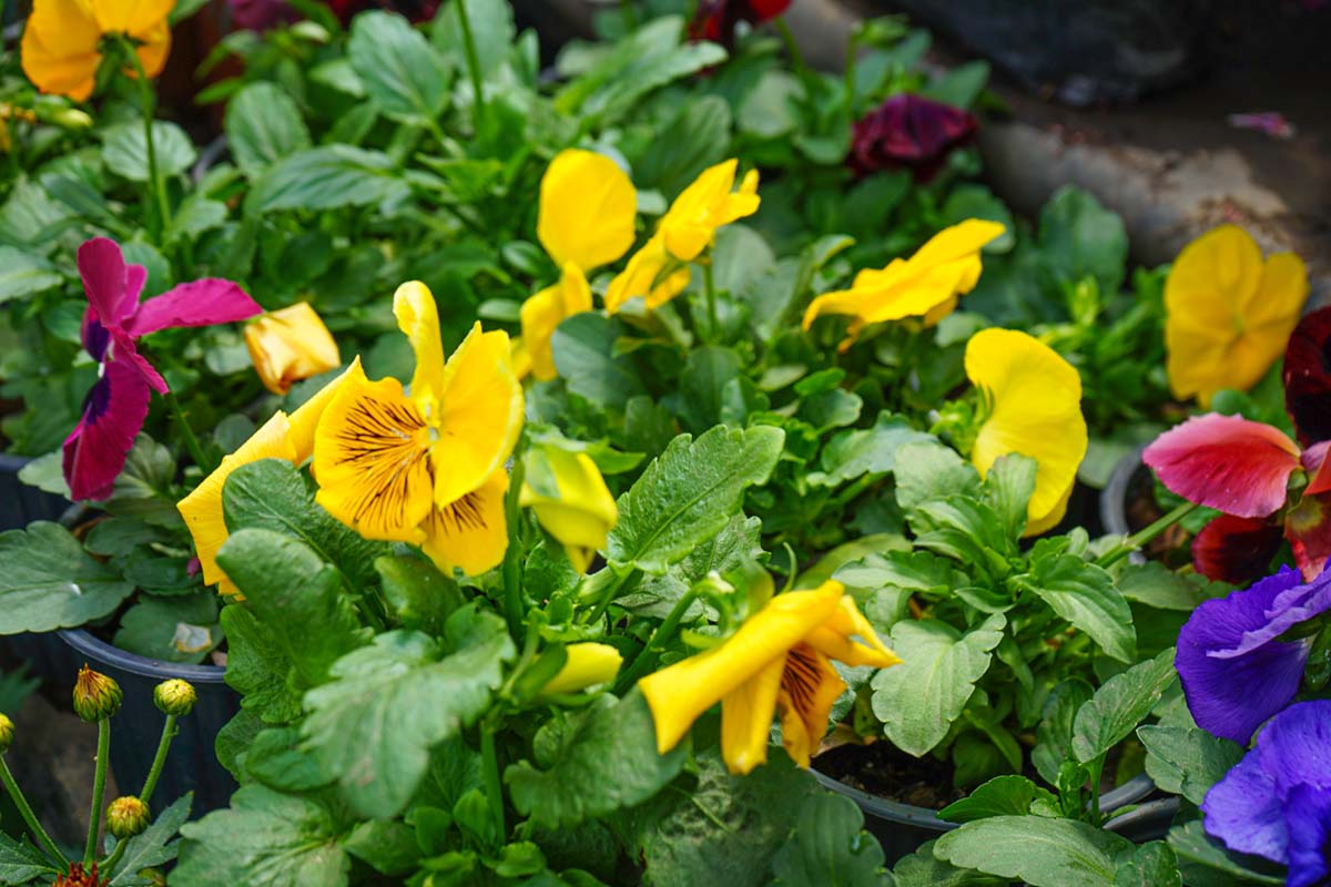 Vivero Los Tulipanes