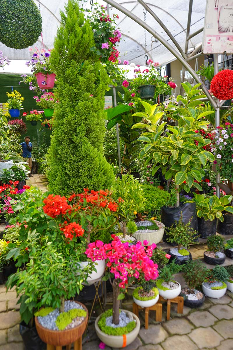 Vivero Los Tulipanes