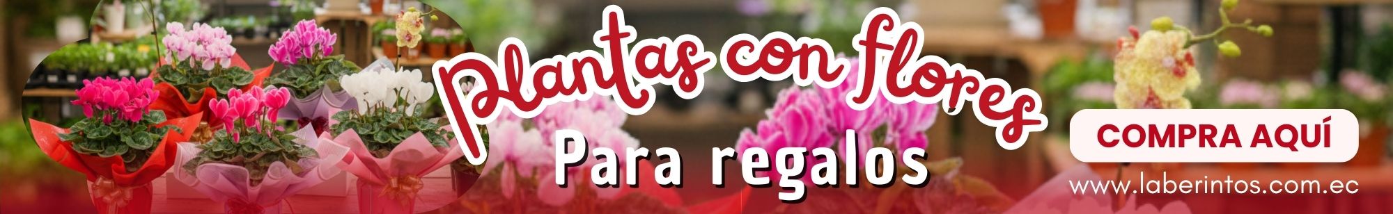 Plantas con flores para regalos