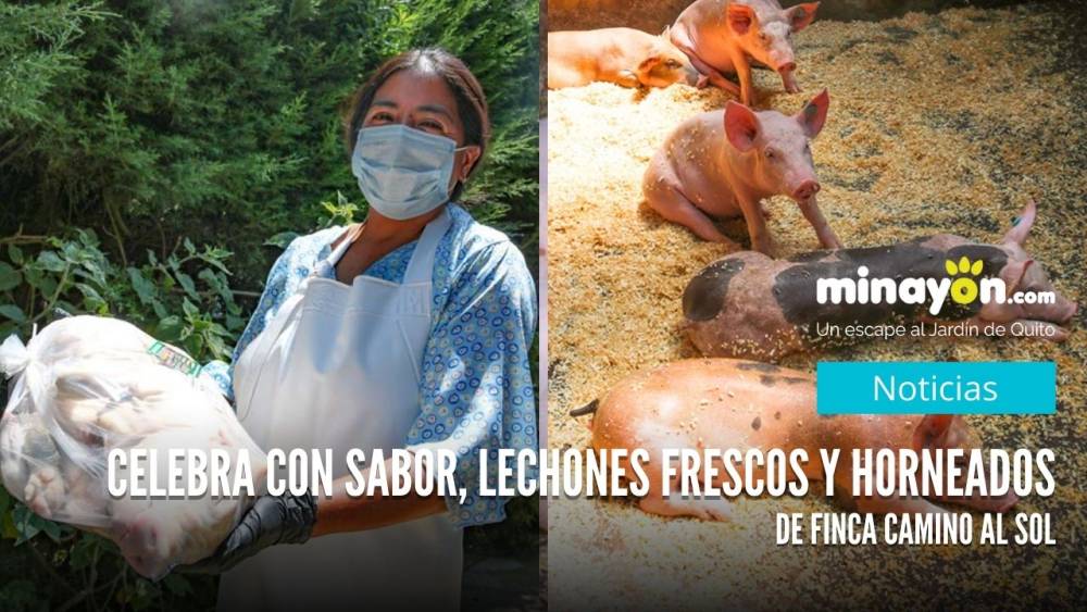Celebra con sabor, Lechones Frescos y Horneados de Finca Camino al Sol