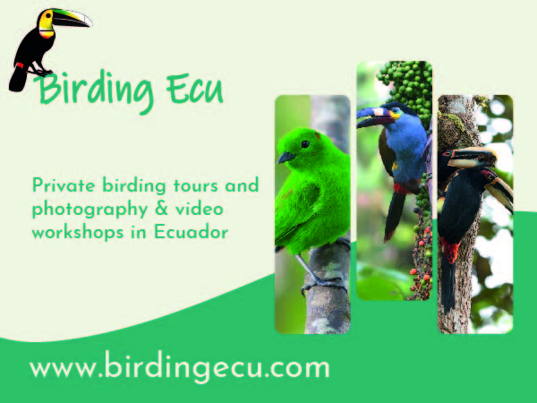 Birding Ecuador, Fotografía y Tours de Aves dentro del Ecuador, Birding Tours in Ecuador, Quito- Ecuador