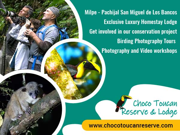 Our reserve and lodge has 3 observation platforms which offer a superb birding experience in the Ecuadorian choco. With almost 500 bird species registered in the Milpe Area, Choco Toucan Reserve, Lodge Accommodation,  Birding Photography, Milpe - Pachijal San Miguel de Los Bancos, Rainforest Cloud Forest, Quito Ecuador, Wildlife, Gastronomy, Meals, Cuisine, Ecuadorian Tipical Food, Foodies, Exclusive Luxury Homestay, Birdwatching, Photography and Video workshops, Private Birding Tours, Superb Birdwatching, Get involved in our conservation project, Mammals Watching Photography, Waterfalls, Pristine Water River