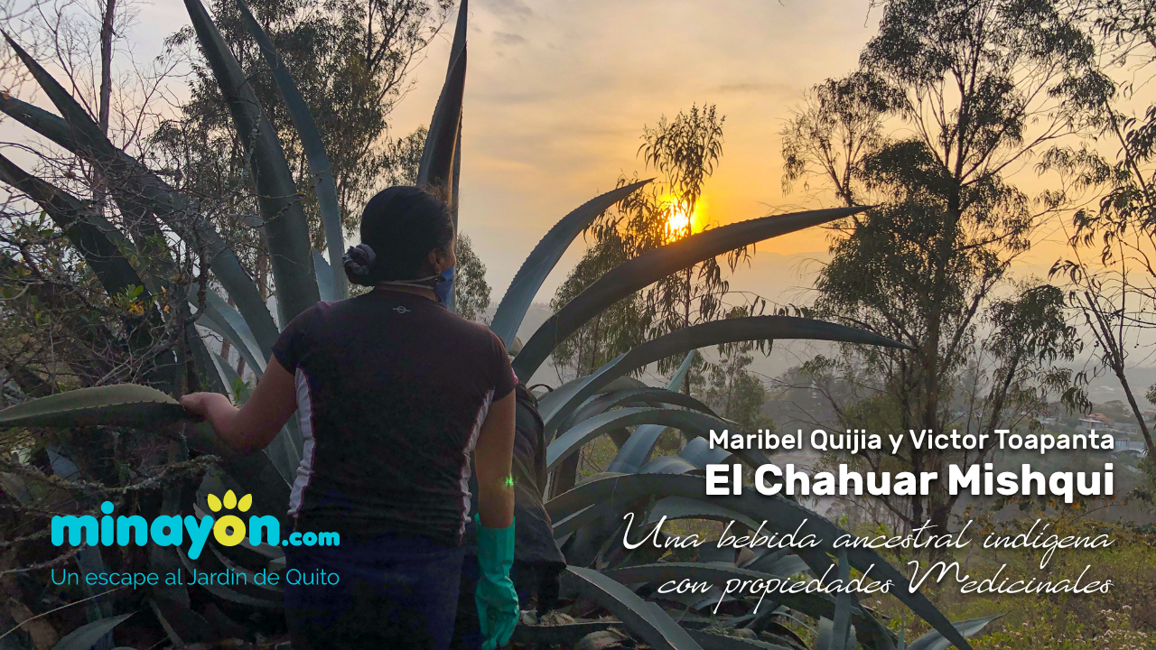 El Chahuar Mishqui y la Bioconstrucción Chi Sinchi Tambo Orgánico Emprendimiento Nayonense