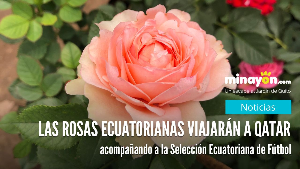 Las Rosas Ecuatorianas también viajarán a Qatar acompañando a la Selección Ecuatoriana de Fútbol