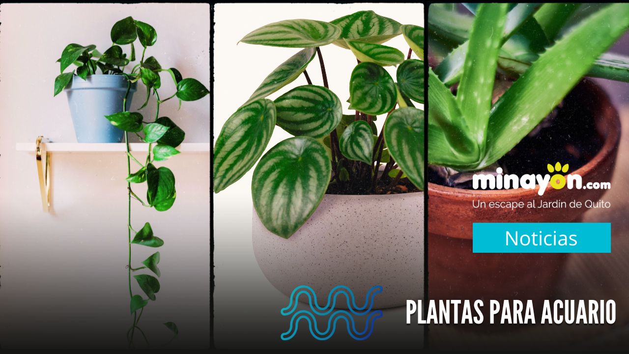 plantas acuario regalo