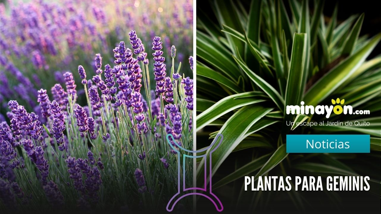 planta geminis regalo zodiaco