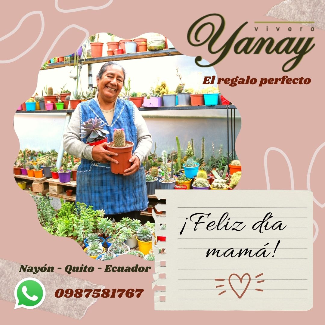 Yanay Vivero, recuerdos Vivos, recuerdos personalizados para bautizos, cumpleaños, matromnios, cactus, suculentas